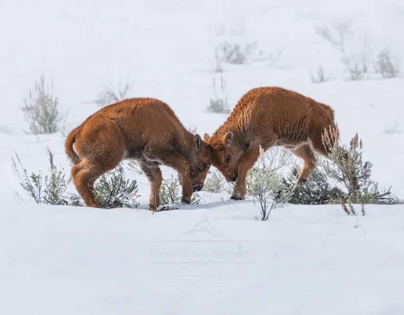 Zfhkfg4qyfNhFw9o_BisonBabies