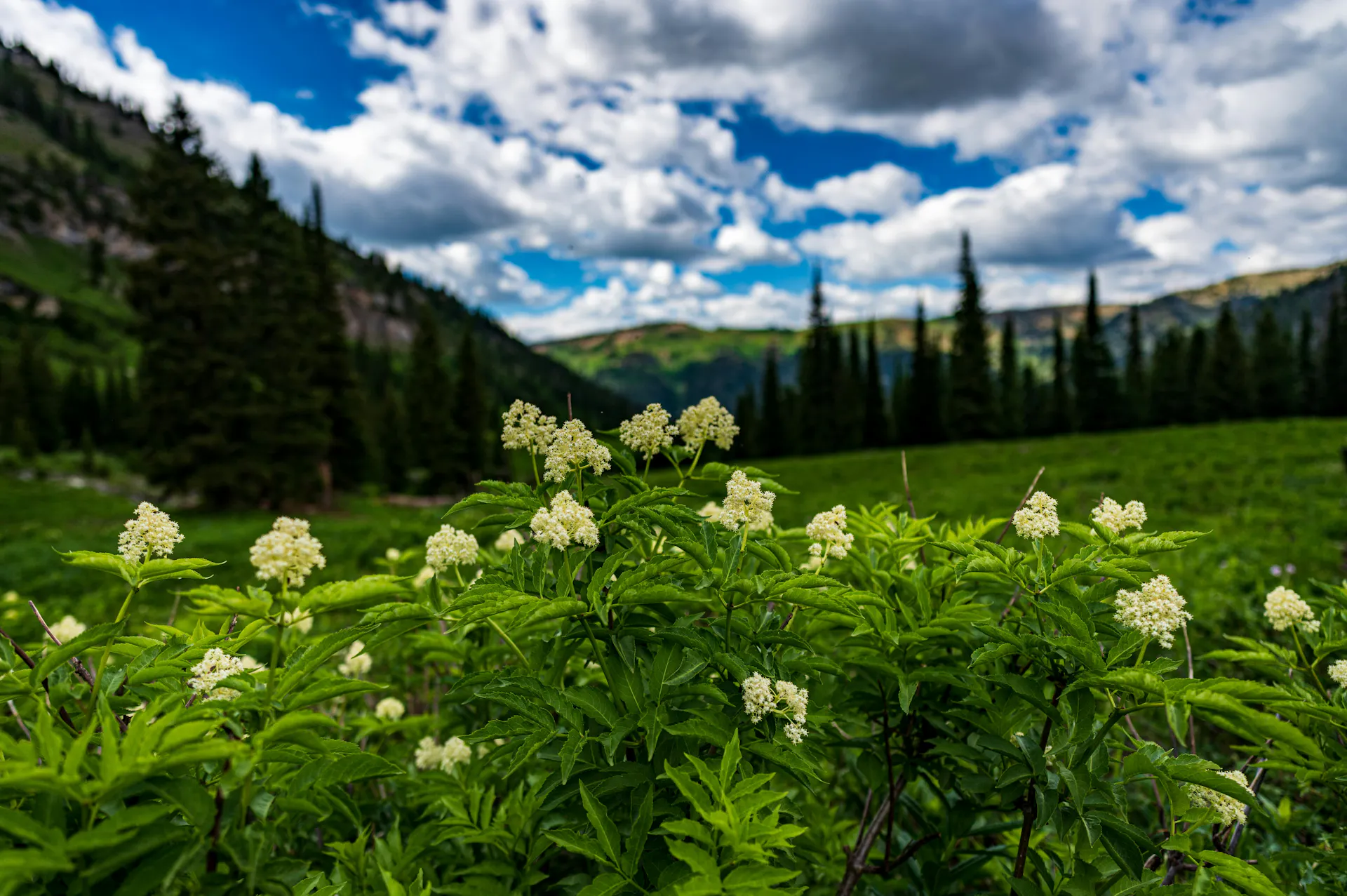 ZfoLTQ4qyfNhFzBI_DarbyCanyonFlowers