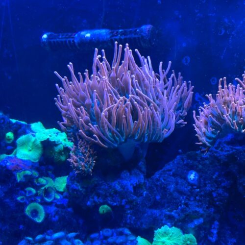 East Idaho Aquarium, Idaho Falls