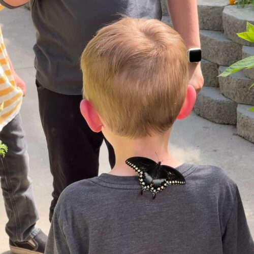 The Butterfly Haven - Idaho’s Largest Butterfly House