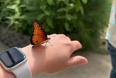 The Butterfly Haven - Idaho’s Largest Butterfly House