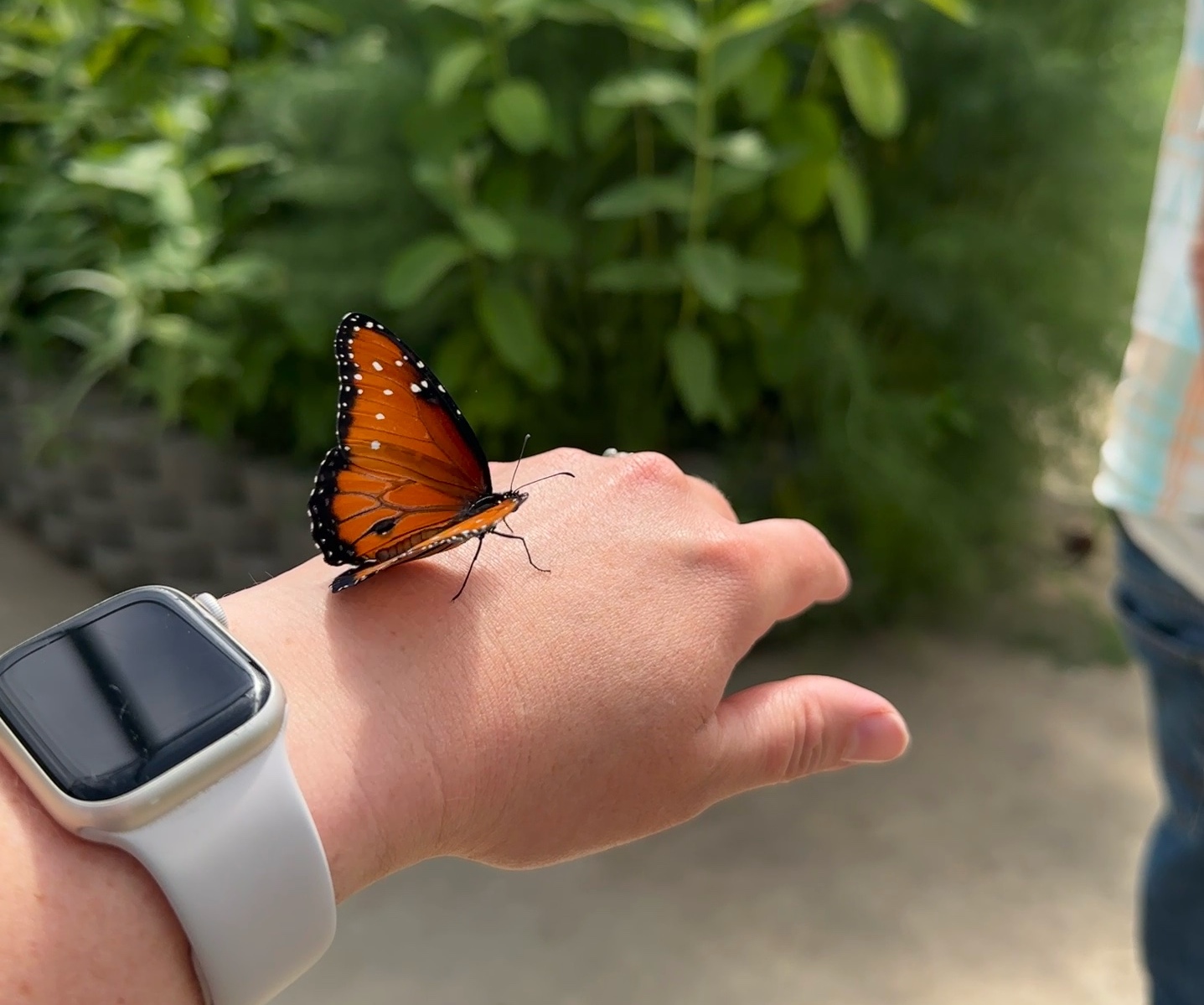 The Butterfly Haven - Idaho’s Largest Butterfly House