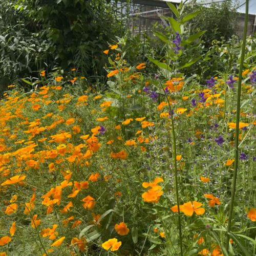 The Butterfly Haven - Idaho’s Largest Butterfly House