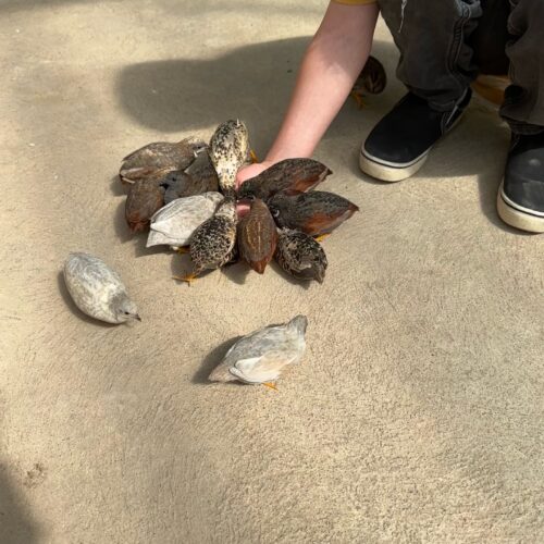 The Butterfly Haven - Idaho’s Largest Butterfly House