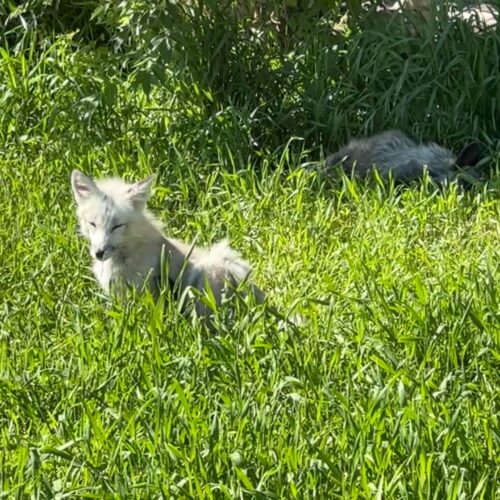 Yellowstone Safari Park, Rexburg Idaho