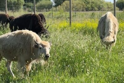 Yellowstone Safari Park, Rexburg Idaho