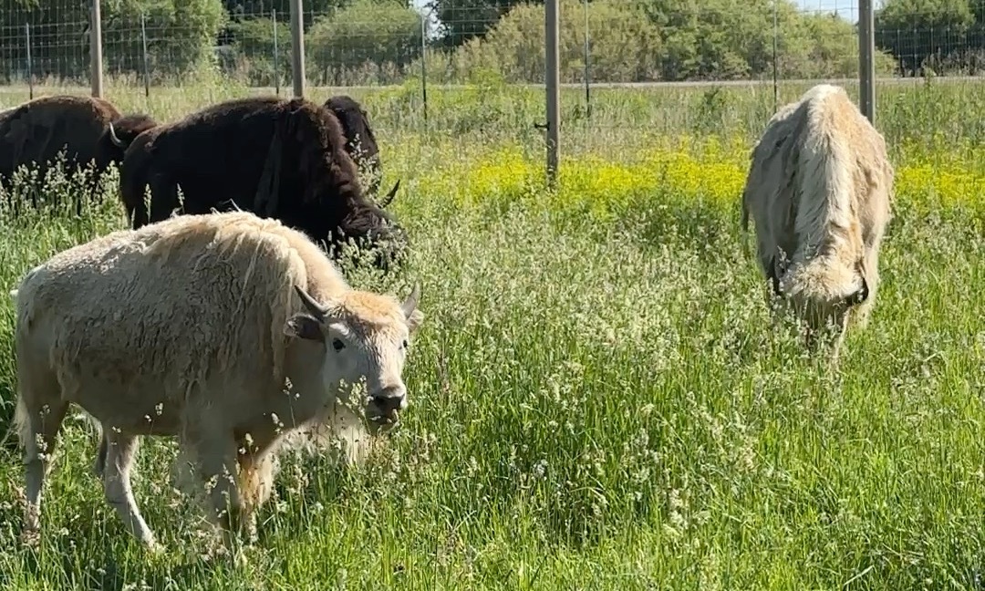 Yellowstone Safari Park, Rexburg Idaho