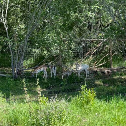 Yellowstone Safari Park, Rexburg Idaho