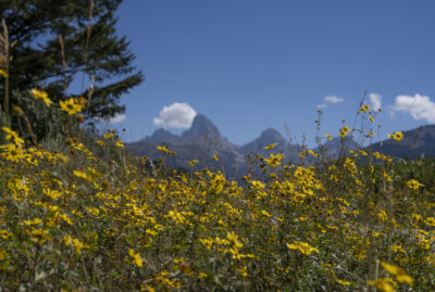 Teton Valley,summer,scenic,tetons,flowers,