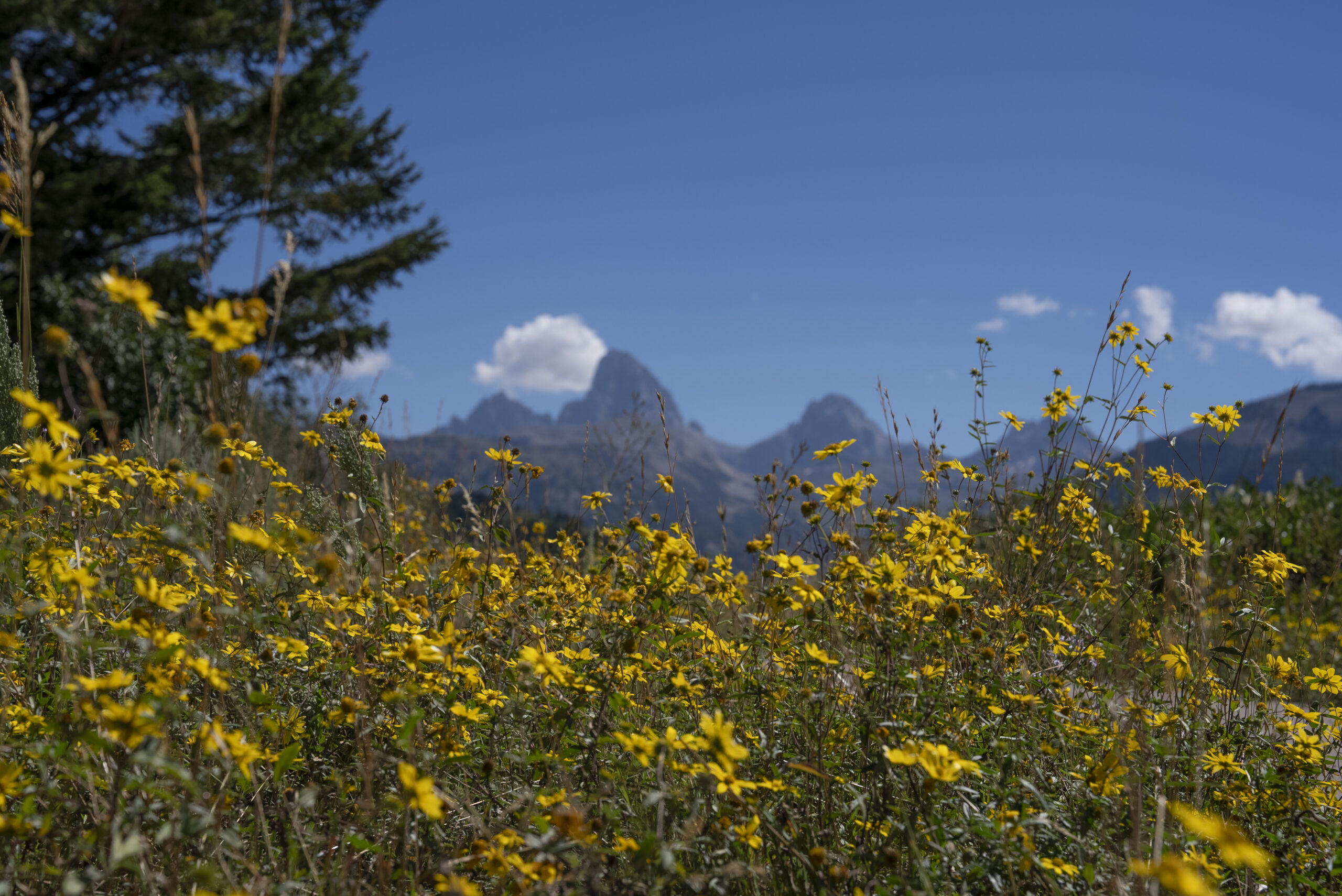 Teton Valley,summer,scenic,tetons,flowers,