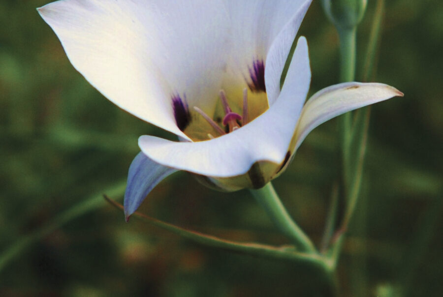flower,summer,
