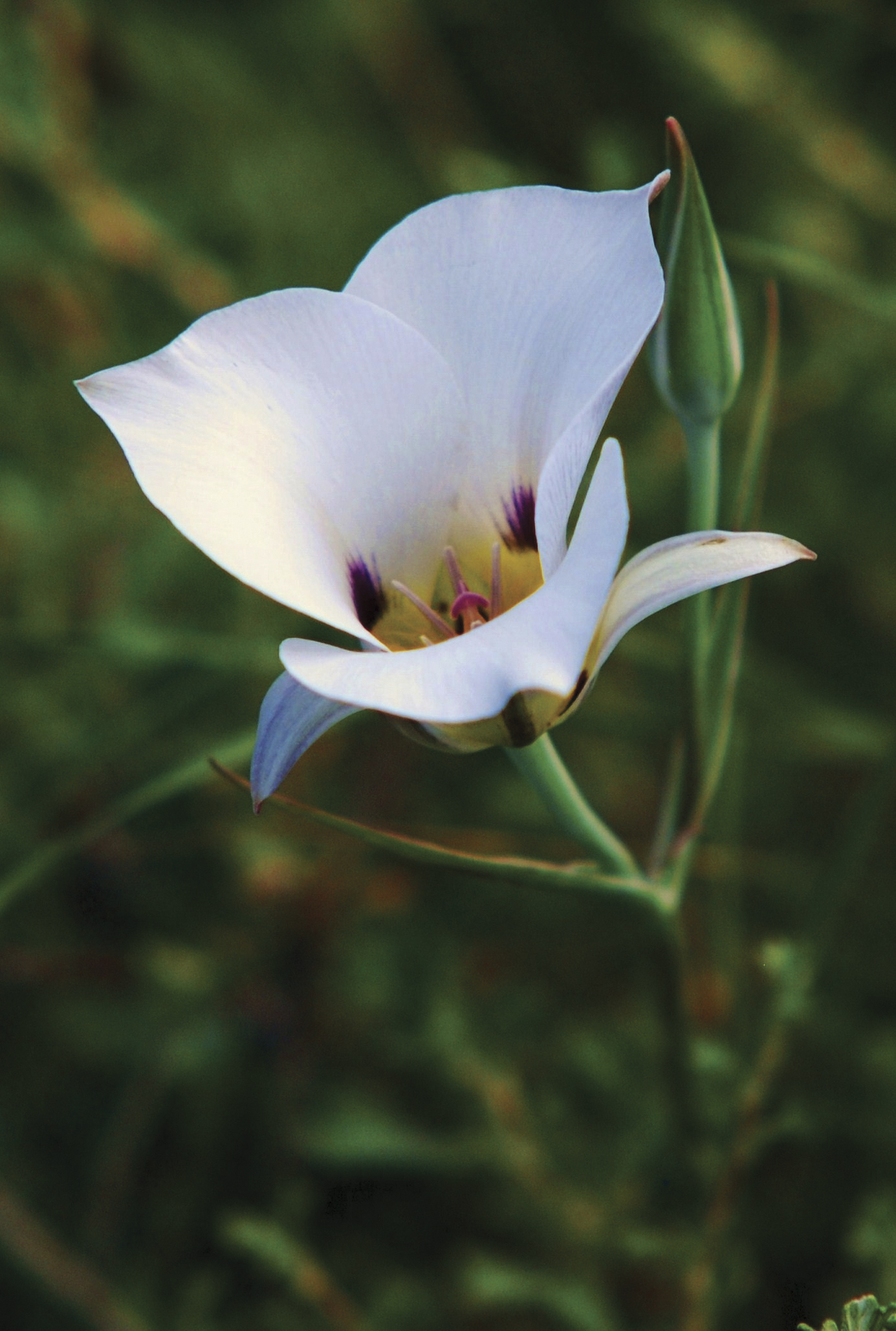 flower,summer,