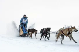 the-oldest-all-american-dog-sled-race/