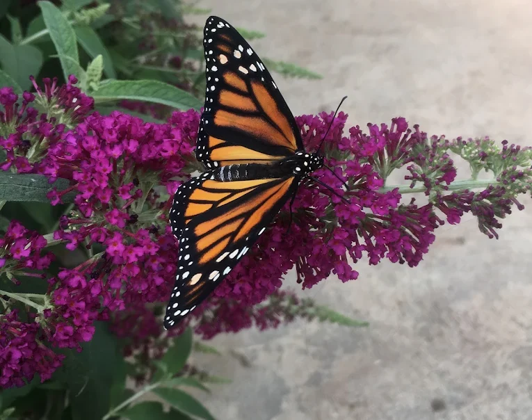 The Butterfly Haven