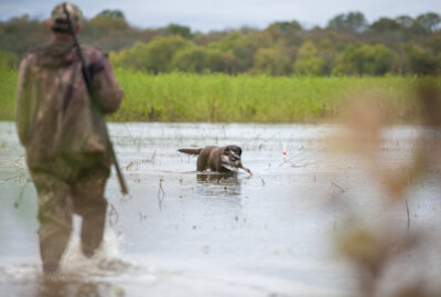 hunting,dog,birding,summer,outdoor recreation,