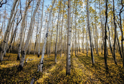 aspens,fall,scenic,