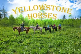 Yellowstone Horses at Eagle Ridge Ranch