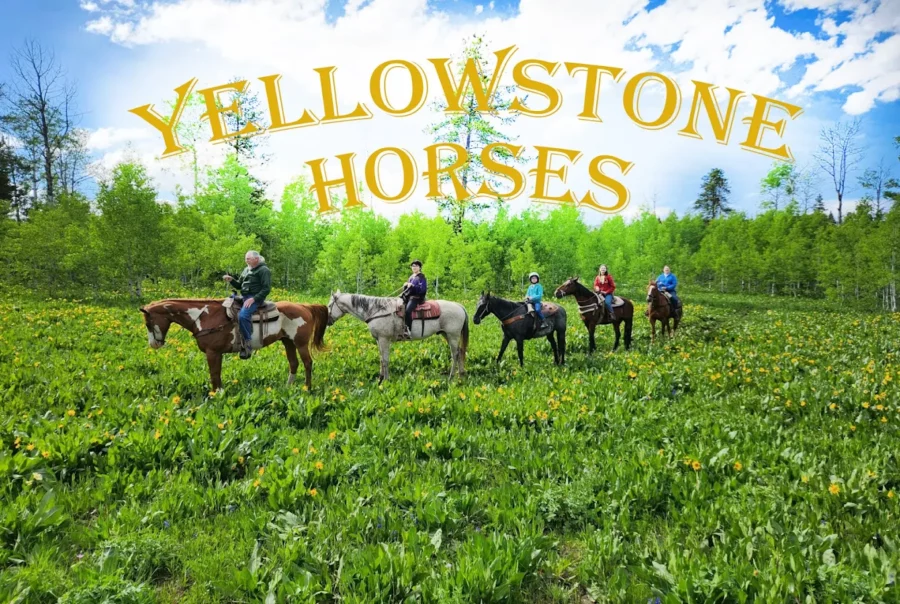Yellowstone Horses at Eagle Ridge Ranch