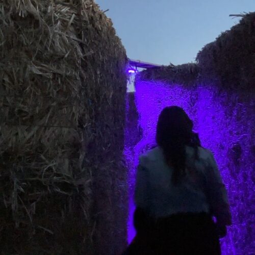 Menan's Haunted Hemp Maze