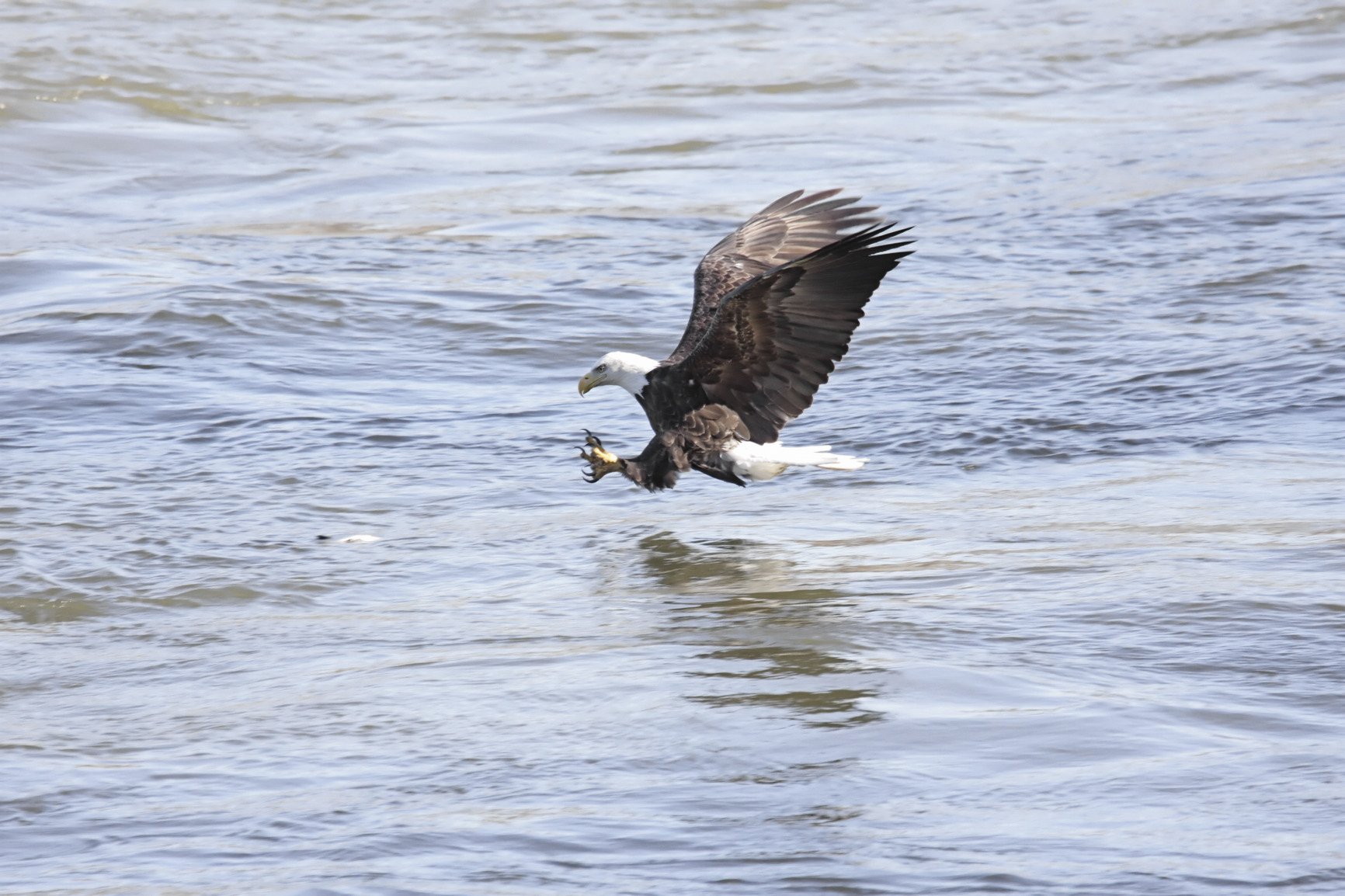 wildlife,summer,fall,yellowstone national park,grand teton national park,eagle,