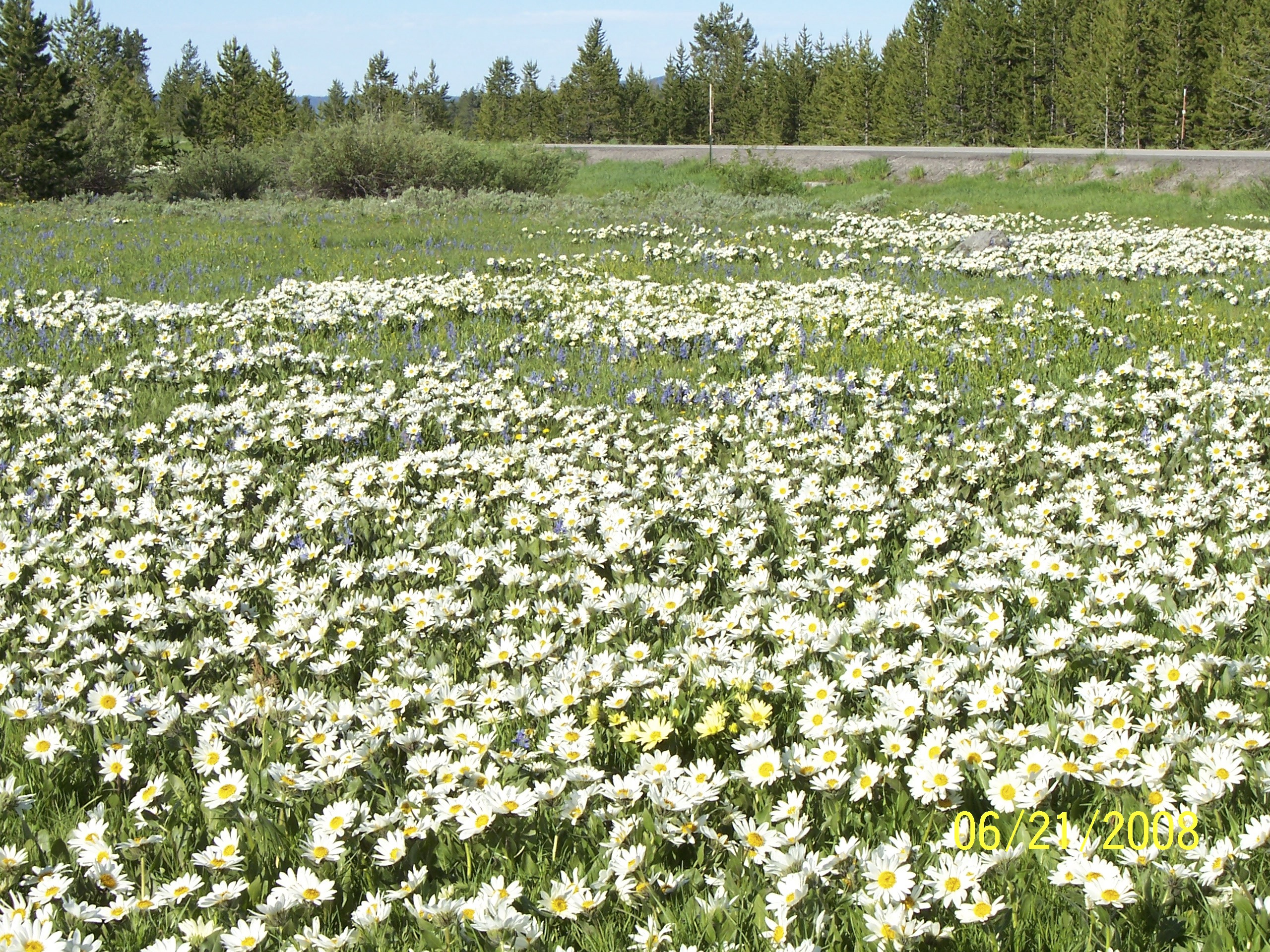 flowers,island park, spring,summer,scenic,