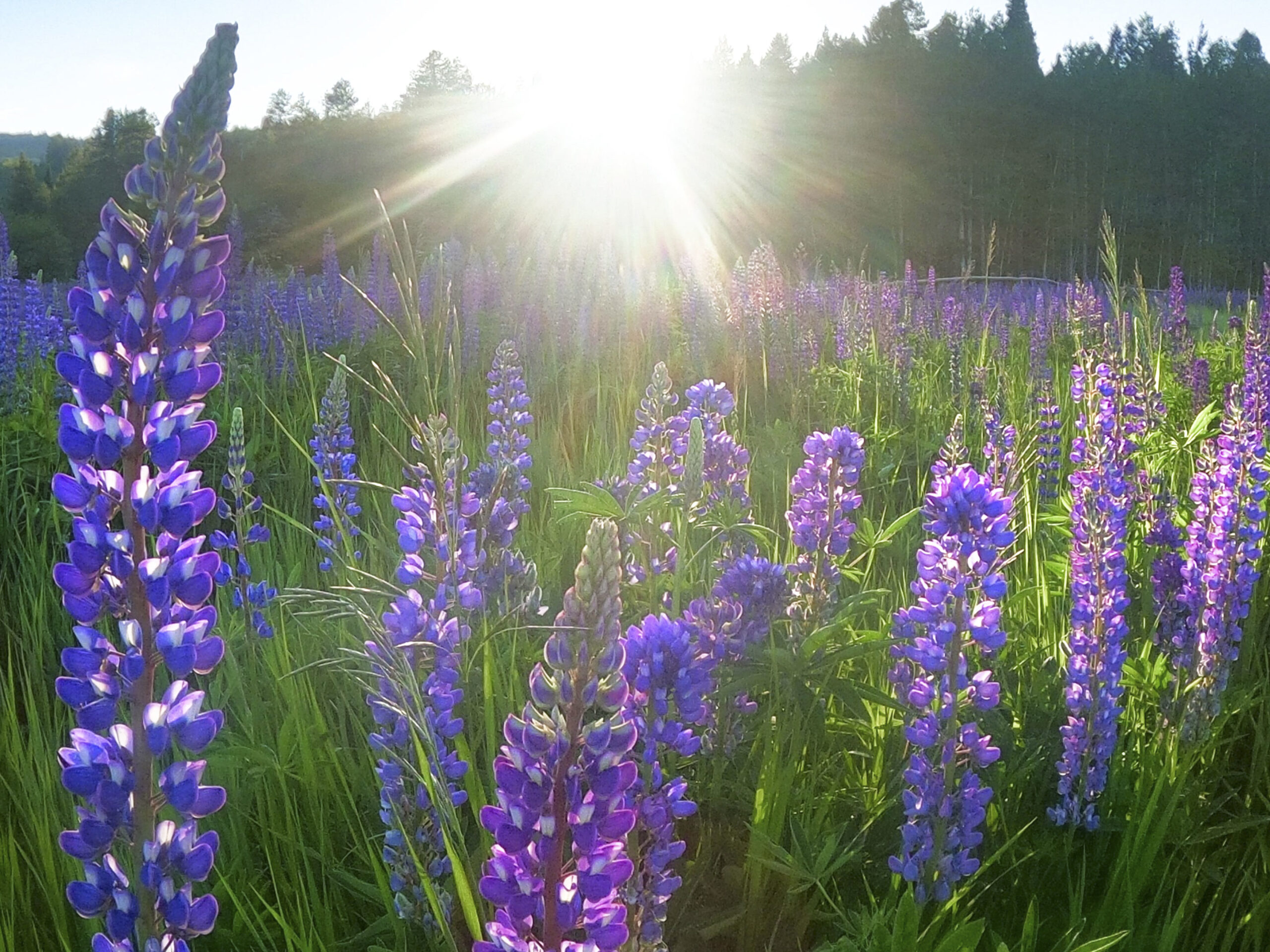 flower,summer,sunset,
