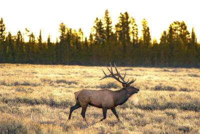 wildlife,yellowstone national park,grand teton national park,elk,sunset,