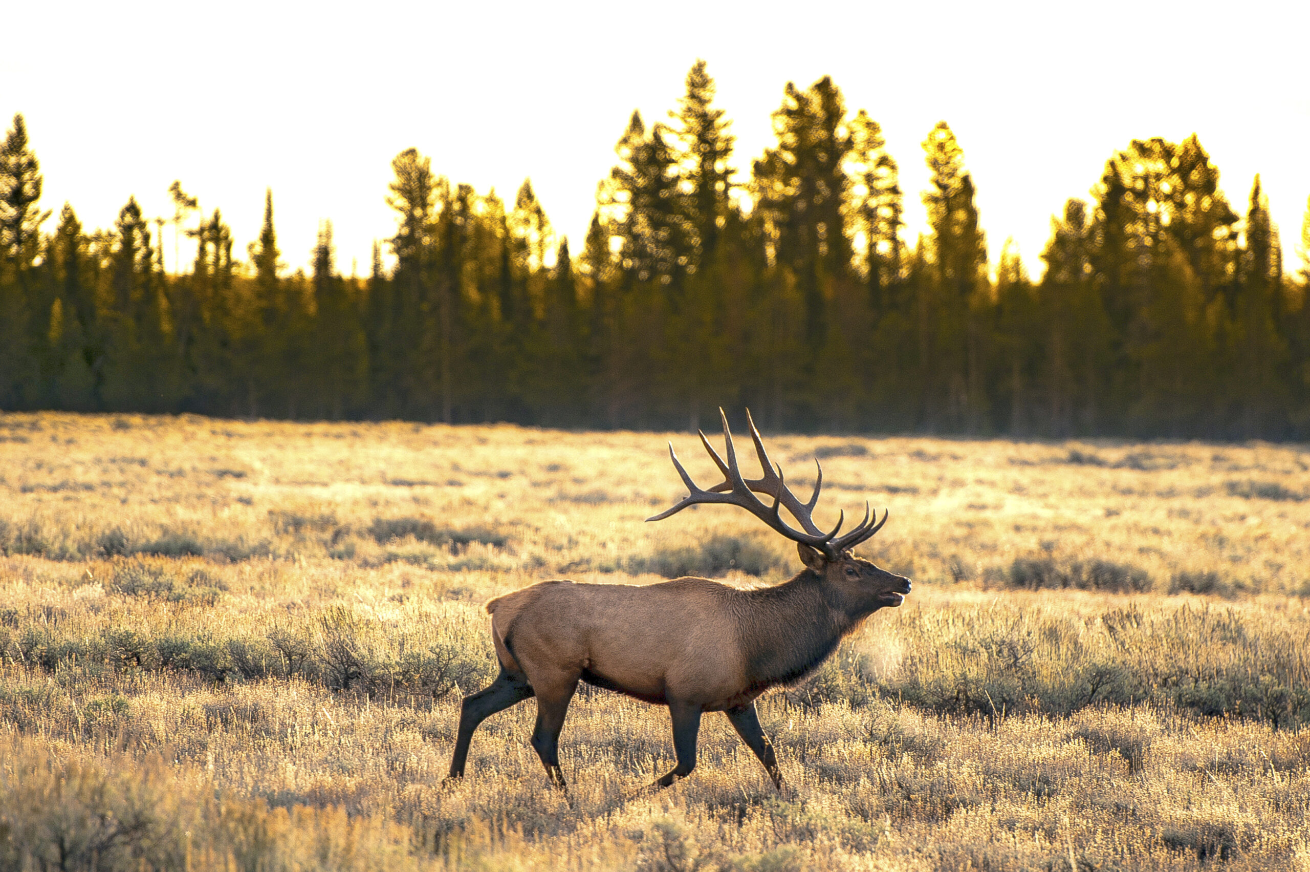 wildlife,yellowstone national park,grand teton national park,elk,sunset,