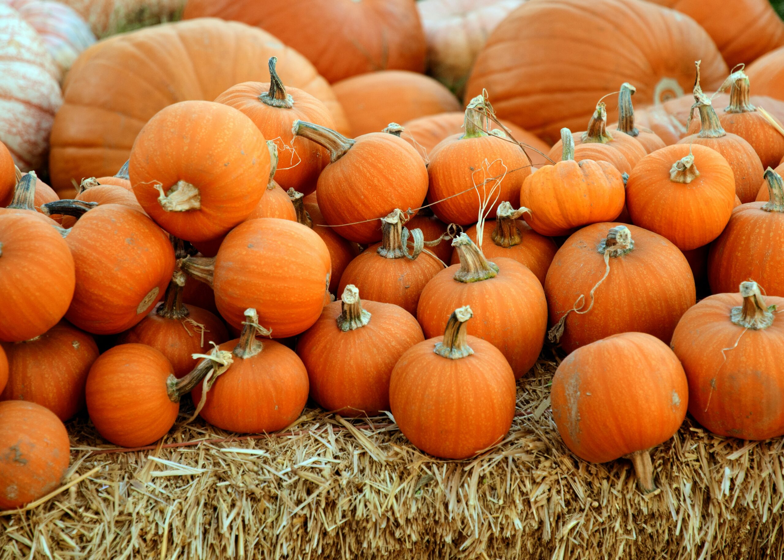 pumpkins, fall